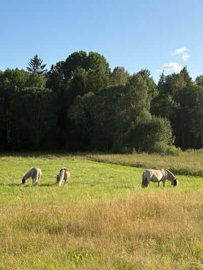 Inlägg 7 av Frihetsdressyr med titeln På bete