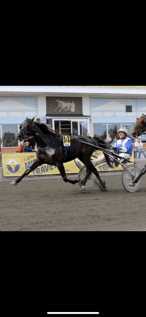 Bild av Sockersött sto