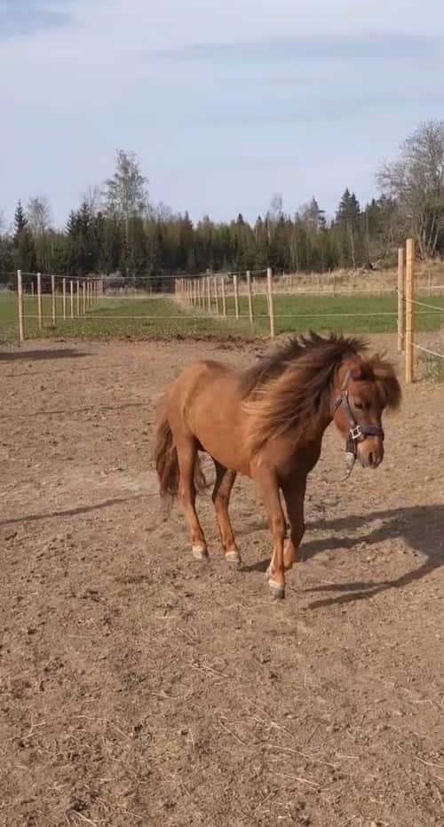 Bild av Vacker Amerikansk Miniatyrhäst!