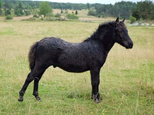 Bild av Pigg & trevlig unghingst till salu!