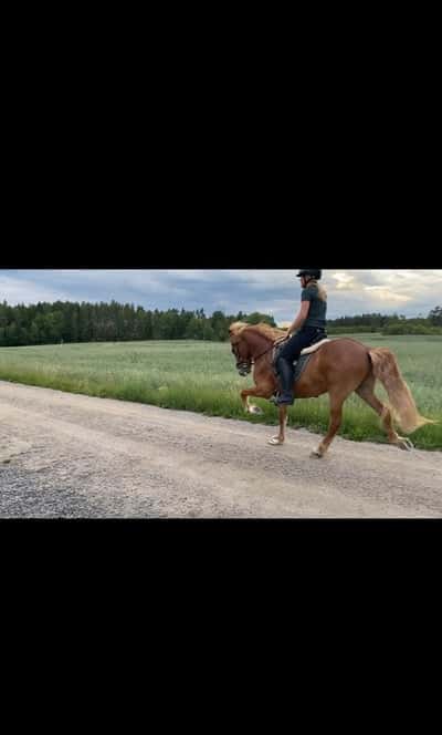 Inlägg 12 av Island