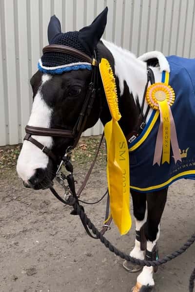 Post 343 of Show jumping with title 🥰✨🇸🇪