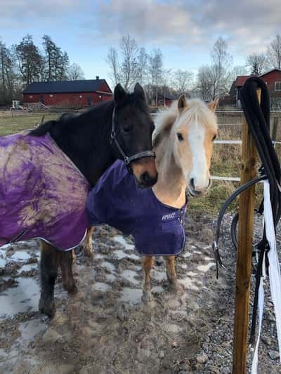 Inlägg 11 av Okänd Ras med titeln Kom till Sverige💓