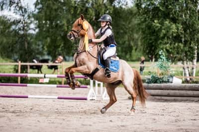 Post 168 of Show jumping