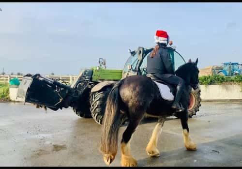 Bild av Charles – trygg, snäll och genuin valack!