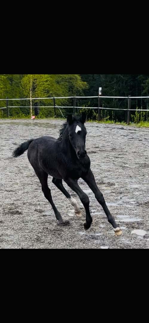 Bild av Blivande C-ponny e: Quintus 