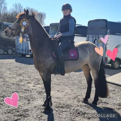 Post 184 of Show jumping