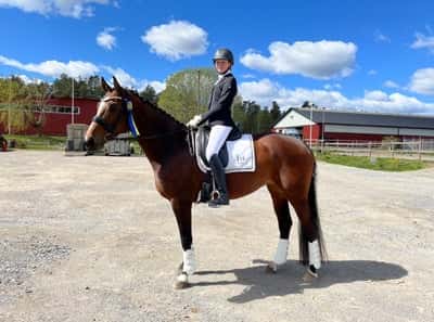 Inlägg 10 av Oldenburger med titeln 🥇🦄🌸❤️