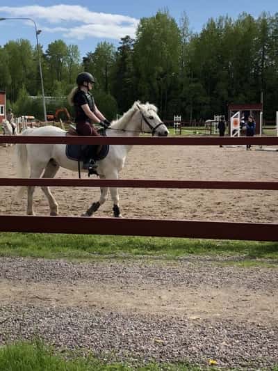 Post 12 of Dutch Riding Horse
