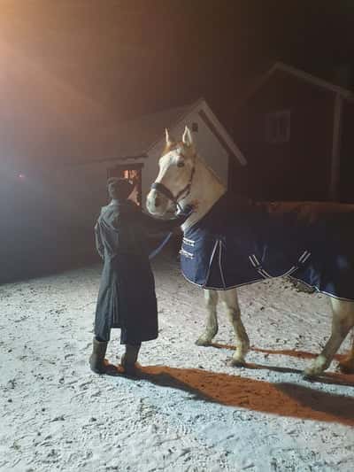 Inlägg 20 av Lipizzaner med titeln Zara får ut o röra lite på sig😍