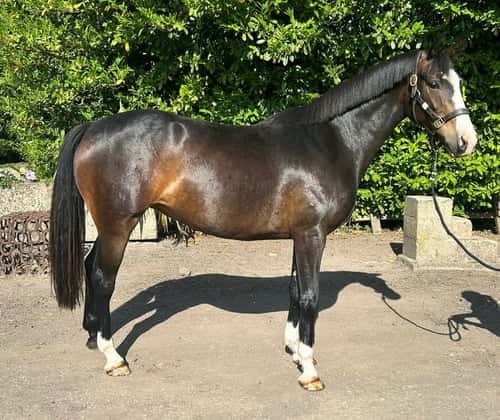 Bild av Fälttävlan, ungdjur och hoppning