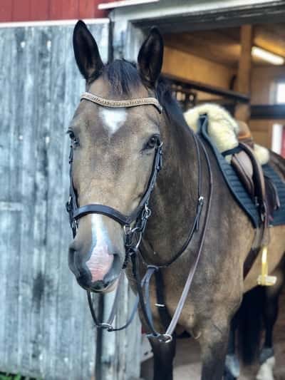 Westcliffs Quite Poetic