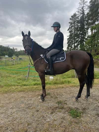 Inlägg 21 av Irländsk Sporthäst med titeln Tävling Roo gård