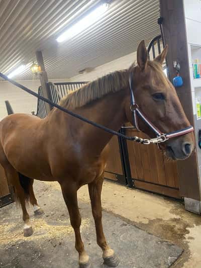 Inlägg 6 av Frihetsdressyr med titeln Uteritt för första gången 🥹❤️