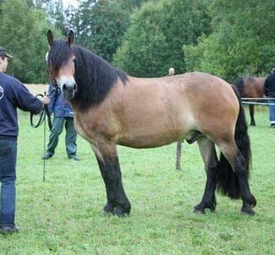 Inlägg 77 av Allround med titeln Caj 4 år på premiering. 40p exteriört och 42p på KBI (körbarhetsintyg)