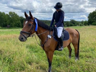 Inlägg 20 av Danskt varmblod med titeln Felfri 105 debut 🏇🏼💨