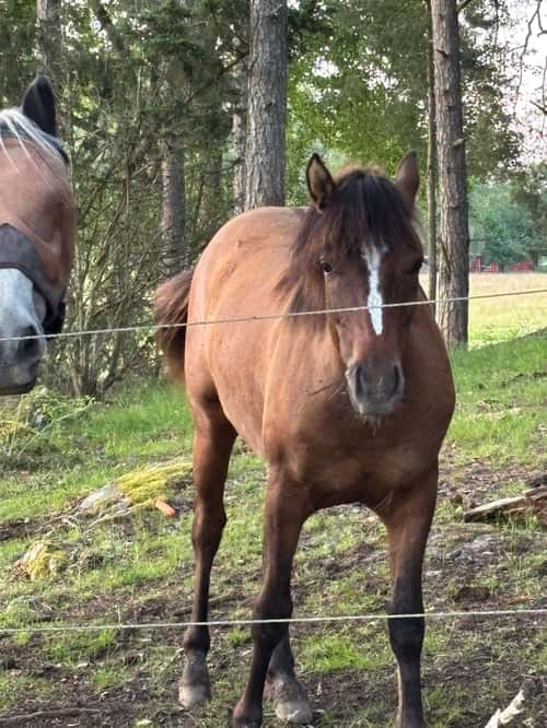 Bild av Ponnykille för framtiden