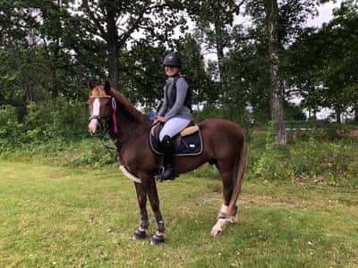 Post 235 of Show jumping with title Älskade häst🥇