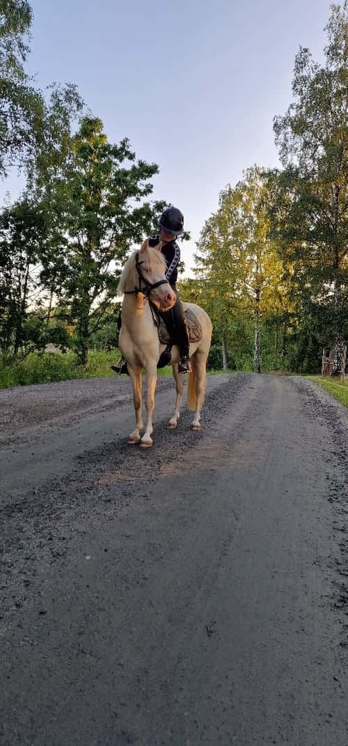 Bild av Framtidsponny med ovanligt färganlag