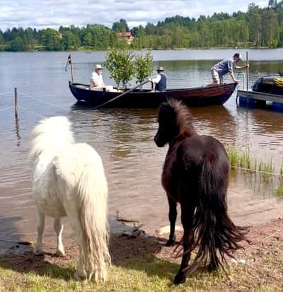 Inlägg 9 av Shetlandsponny med titeln Midsommar 