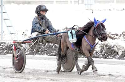 Inlägg 29 av Ponnytrav med titeln Kval