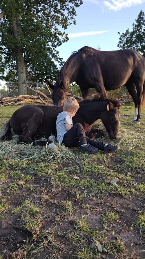 Bild av Social fölhingst med dressyr- och hoppstam