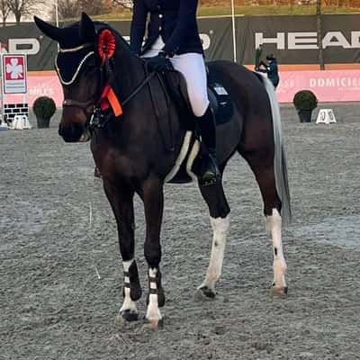 Søndervangs Colorado