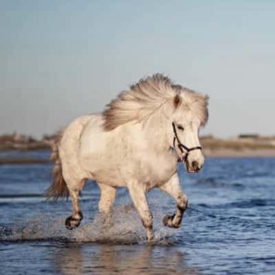 Drejki från mellomgärdet