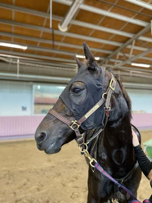 Bild av Sockersött sto