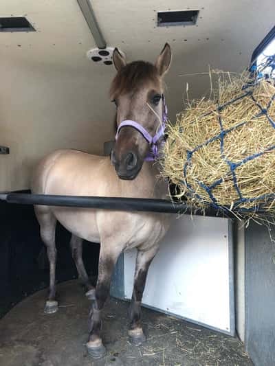 Inlägg 2 av Konik Polskio med titeln Köpte halana