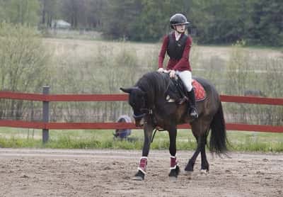 Inlägg 12 av Kallblodstravare med titeln Hopptävling 