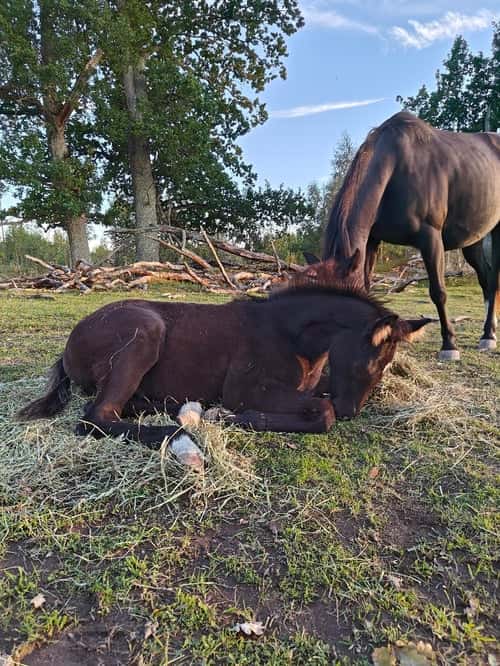 Bild av Social fölhingst med dressyr- och hoppstam