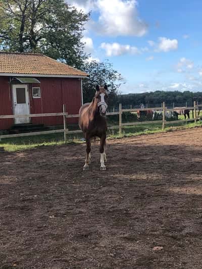 Post 10 of Dutch Riding Horse with title 1 månad med Mirre❤️