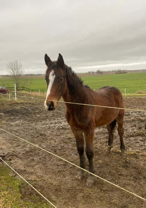 Bild av Snäll hingst -24 med riktigt bra hoppstam 