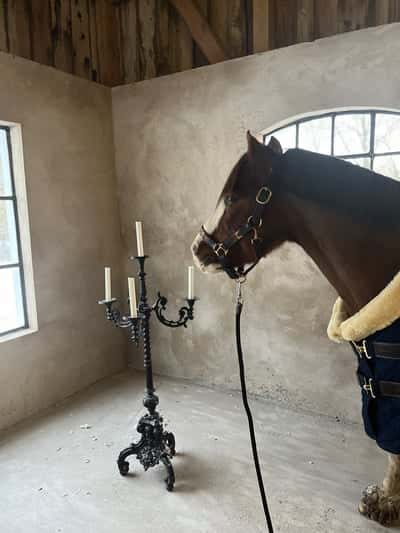 Inlägg 181 av Allround med titeln Harlekin☃️❄️