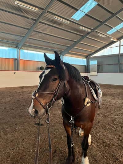 Inlägg 23 av Okänd Ras