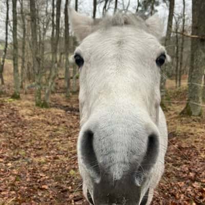 Glean rua dawn beauty