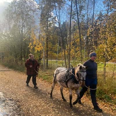 Inlägg 8 av Unghäst med titeln Inkörning av nästa generation brukshäst