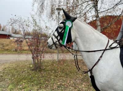 Post 35 of Show jumping