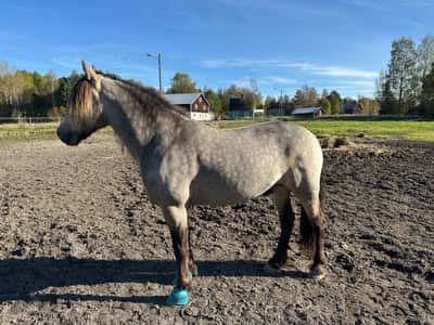 Inlägg 1 av Kallblodstravare med titeln Oswald solar i hagen 🌞