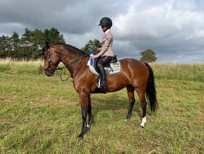 Inlägg 10 av Dressyr