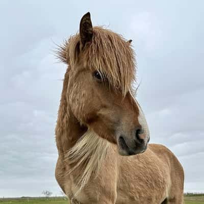 Birting frà Ùtibleiksstöðum