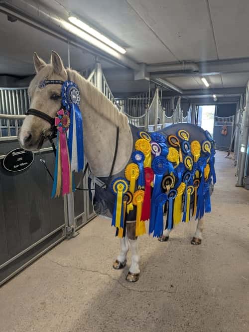 Bild av Läromästare söker sin nya bästa vän