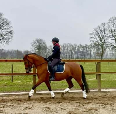 PRE sto med full stam