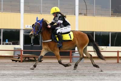 Inlägg 21 av Gotlandsruss med titeln Ponnytrav