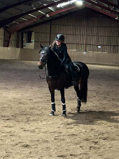 Inlägg 7 av Irländsk ridponny