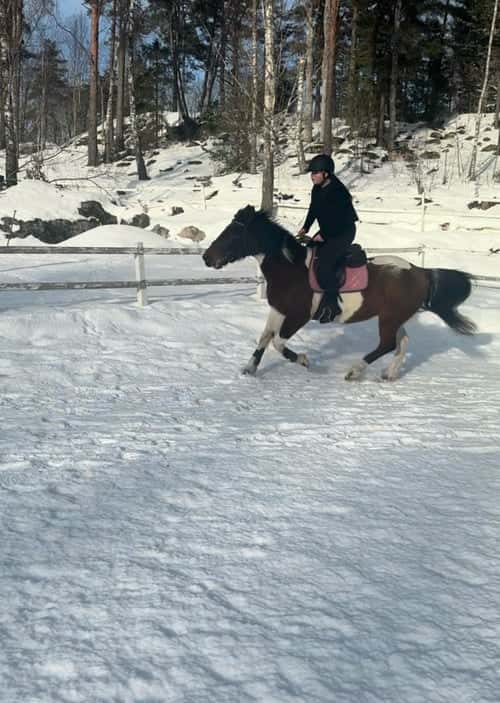 Bild av Söker medryttarhäst!🐴