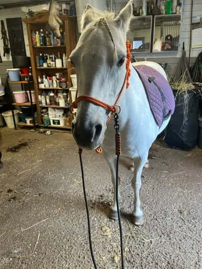 Inlägg 21 av Welshponny med titeln Corvette❤️