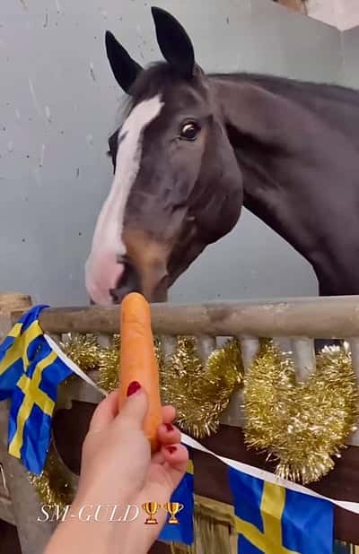 Inlägg 5 av Hannoveraner med titeln Seed i segerbox 🇸🇪🥇