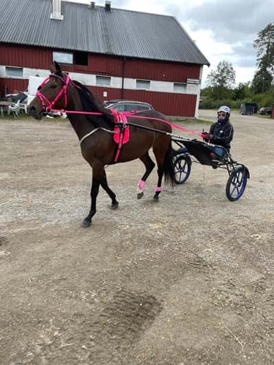 Inlägg 19 av Trav med titeln Eskilstuna 19/9